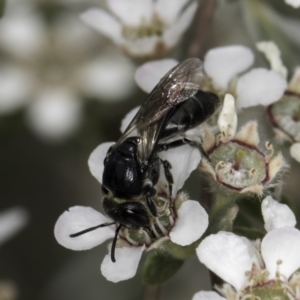 Euryglossa sp. (genus) at McKellar, ACT - 14 Nov 2023