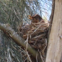 Turdus merula (Eurasian Blackbird) at Fyshwick, ACT - 15 Nov 2023 by RodDeb