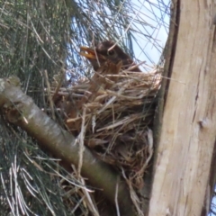 Turdus merula at Fyshwick, ACT - 15 Nov 2023 02:13 PM