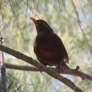 Turdus merula at Fyshwick, ACT - 15 Nov 2023 02:13 PM