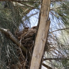 Turdus merula at Fyshwick, ACT - 15 Nov 2023 02:13 PM