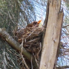 Turdus merula at Fyshwick, ACT - 15 Nov 2023 02:13 PM