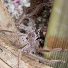 Isopeda sp. (genus) at Broulee Moruya Nature Observation Area - 15 Nov 2023 by LisaH