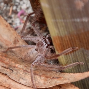 Isopeda sp. (genus) at Moruya, NSW - suppressed
