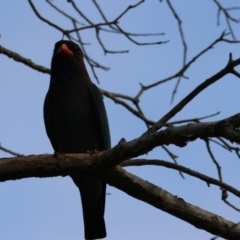 Eurystomus orientalis (Dollarbird) at Wallum - 14 Nov 2023 by Ruby