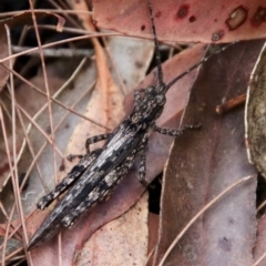 Coryphistes ruricola (Bark-mimicking Grasshopper) at Moruya, NSW - 15 Nov 2023 by LisaH