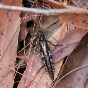 Coryphistes ruricola at Moruya, NSW - 15 Nov 2023