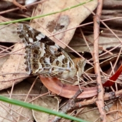 Vanessa kershawi (Australian Painted Lady) at Moruya, NSW - 15 Nov 2023 by LisaH