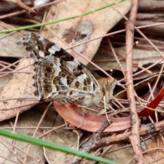 Unidentified Nymph (Nymphalidae) at Moruya, NSW - 15 Nov 2023 by LisaH