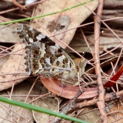 Unidentified Nymph (Nymphalidae) at Moruya, NSW - 15 Nov 2023 by LisaH