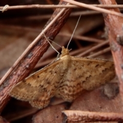 Scopula rubraria (Reddish Wave, Plantain Moth) at Moruya, NSW - 15 Nov 2023 by LisaH