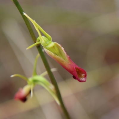 Cryptostylis subulata (Cow Orchid) at Broulee Moruya Nature Observation Area - 15 Nov 2023 by LisaH