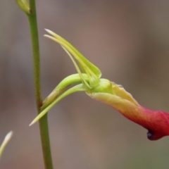 Cryptostylis subulata at Moruya, NSW - suppressed