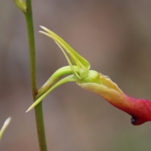 Cryptostylis subulata at Moruya, NSW - suppressed