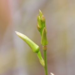 Cryptostylis subulata at Moruya, NSW - suppressed