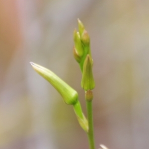 Cryptostylis subulata at Moruya, NSW - 15 Nov 2023