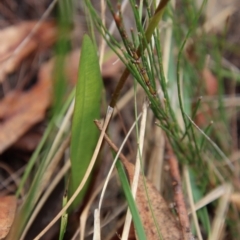 Cryptostylis subulata at Moruya, NSW - suppressed