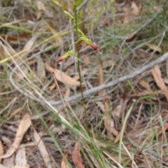 Cryptostylis subulata at Moruya, NSW - 15 Nov 2023