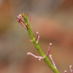 Dipodium sp. (A Hyacinth Orchid) at Moruya, NSW - 15 Nov 2023 by LisaH