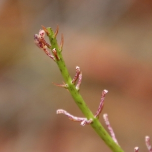 Dipodium sp. at Moruya, NSW - suppressed