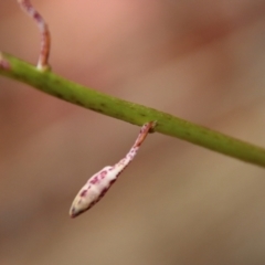 Dipodium sp. at Moruya, NSW - 15 Nov 2023