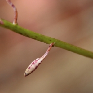 Dipodium sp. at Moruya, NSW - suppressed