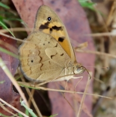 Heteronympha merope (Common Brown Butterfly) at Moruya, NSW - 15 Nov 2023 by LisaH