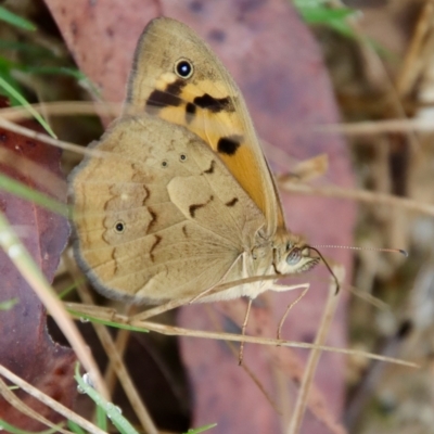 Heteronympha merope (Common Brown Butterfly) at Moruya, NSW - 15 Nov 2023 by LisaH