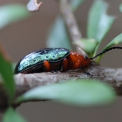 Lamprolina (genus) (Pittosporum leaf beetle) at Broulee, NSW - 15 Nov 2023 by LisaH