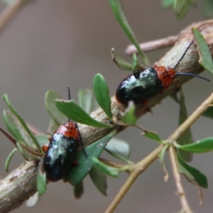 Lamprolina (genus) at Broulee, NSW - suppressed