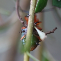 Lamprolina (genus) at Broulee, NSW - suppressed