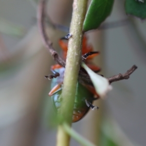 Lamprolina (genus) at Broulee, NSW - 15 Nov 2023