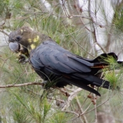 Calyptorhynchus lathami (Glossy Black-Cockatoo) at Moruya, NSW - 15 Nov 2023 by LisaH