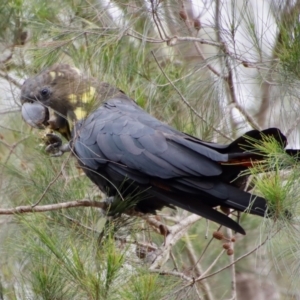 Calyptorhynchus lathami lathami at Moruya, NSW - suppressed