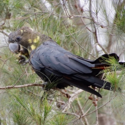 Calyptorhynchus lathami (Glossy Black-Cockatoo) at Moruya, NSW - 15 Nov 2023 by LisaH