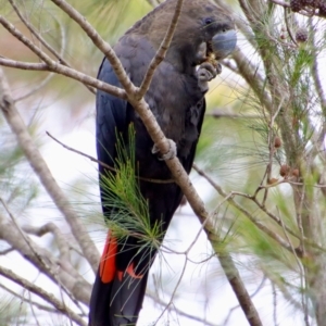 Calyptorhynchus lathami lathami at Moruya, NSW - suppressed