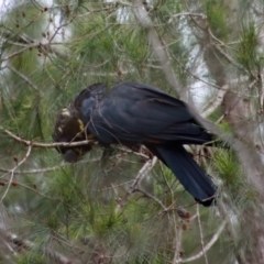 Calyptorhynchus lathami lathami at Moruya, NSW - suppressed