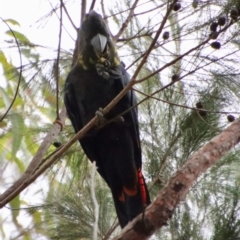 Calyptorhynchus lathami lathami at Moruya, NSW - suppressed