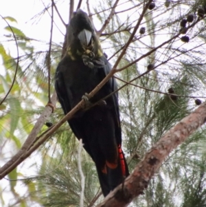 Calyptorhynchus lathami lathami at Moruya, NSW - suppressed