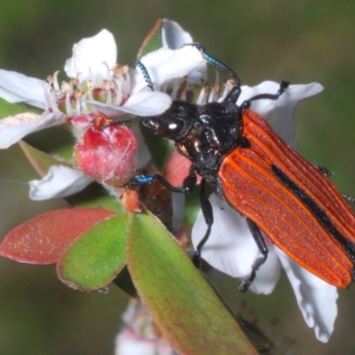 Castiarina nasuta (A jewel beetle) at Denman Prospect, ACT - 15 Nov 2023 by Harrisi