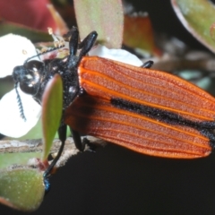 Castiarina nasuta at Denman Prospect 2 Estate Deferred Area (Block 12) - 15 Nov 2023