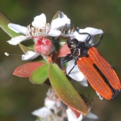 Castiarina nasuta at Denman Prospect 2 Estate Deferred Area (Block 12) - 15 Nov 2023 06:35 PM