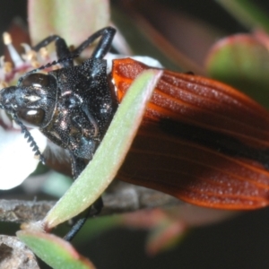 Castiarina nasuta at Denman Prospect 2 Estate Deferred Area (Block 12) - 15 Nov 2023 06:35 PM