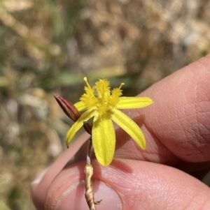 Tricoryne elatior at Bowning, NSW - 15 Nov 2023