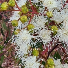 Angophora costata at Tuross Head, NSW - 16 Nov 2023