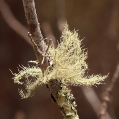 Usnea sp. (genus) (Bearded lichen) at Gundary, NSW - 12 Nov 2023 by ConBoekel