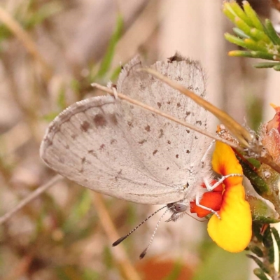 Erina acasta (Blotched Dusky-blue) at Pomaderris Nature Reserve - 12 Nov 2023 by ConBoekel