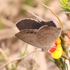 Erina acasta at Pomaderris Nature Reserve - 12 Nov 2023