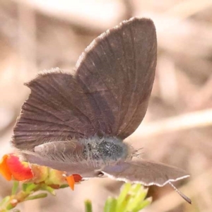 Erina acasta at Pomaderris Nature Reserve - 12 Nov 2023