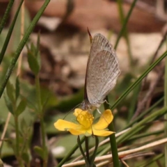 Zizina otis (Common Grass-Blue) at Gundary, NSW - 12 Nov 2023 by ConBoekel